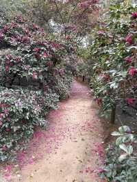 【丸亀】景色多様✨日本最大の広さの文化財庭園✨