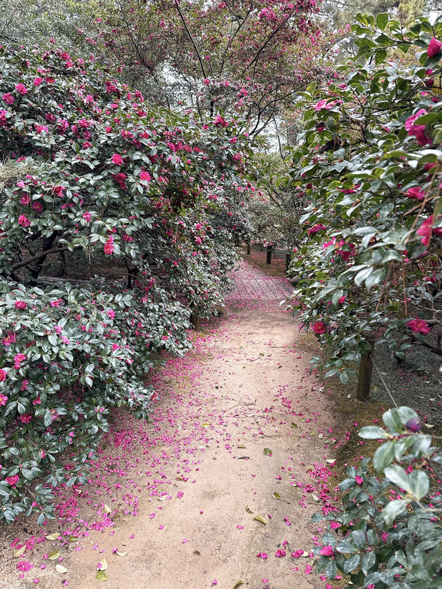 【丸亀】景色多様✨日本最大の広さの文化財庭園✨