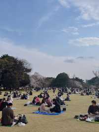 도쿄 벚꽃 명소 꽃놀이🌸