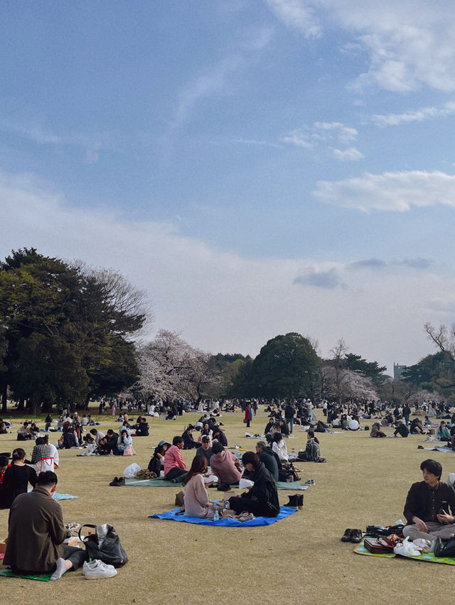 도쿄 벚꽃 명소 꽃놀이🌸