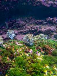 美ら海水族館 – 世界屈指の大水槽を体感🐠🌊