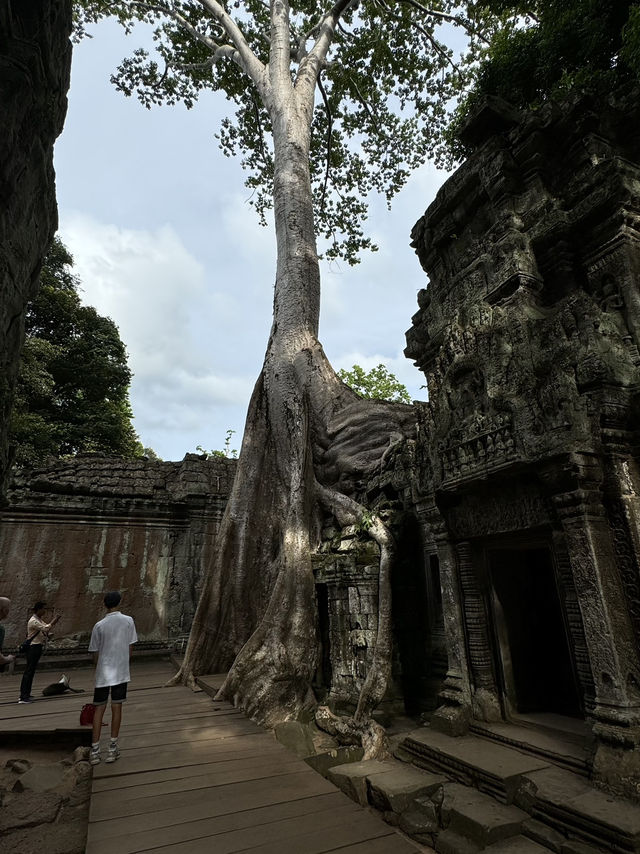 自然と遺跡が織りなす神秘の世界 タ・プローム