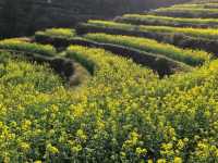The Golden Tapestry of Southern China