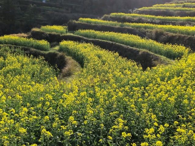 The Golden Tapestry of Southern China