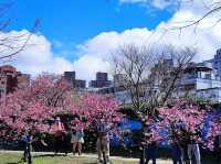 🌸 **台北平菁街櫻花巷櫻花觀賞遊覽分享** 🌸 