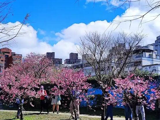 🌸 **台北平菁街櫻花巷櫻花觀賞遊覽分享** 🌸 