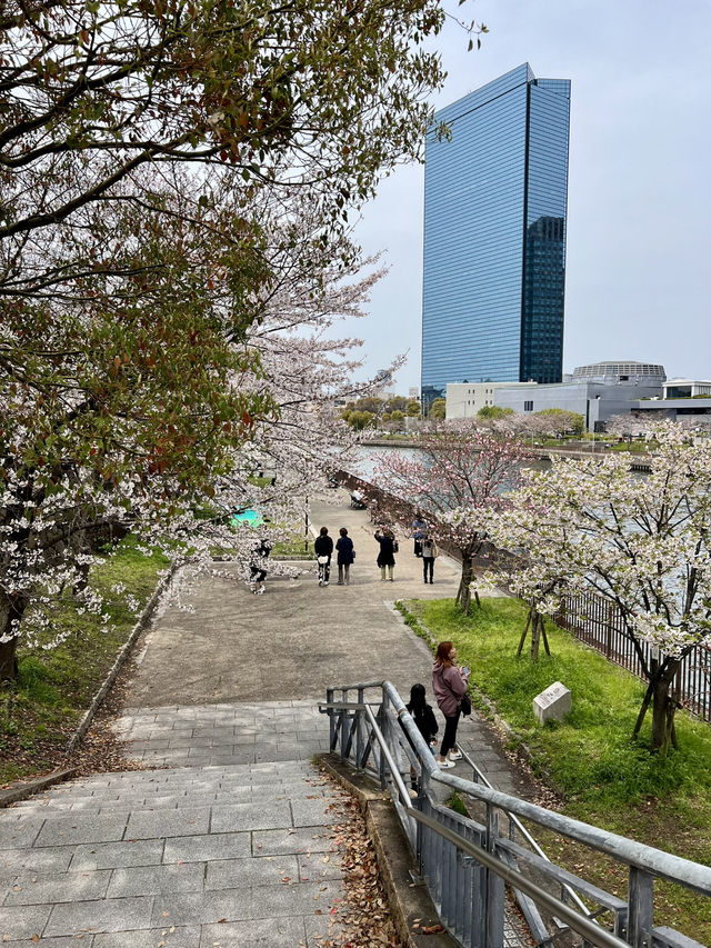 Cherry Blossoms in Full Bloom at Osaka Castle Park🌸