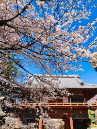 Full Bloom! Sakura at Shimizu Park🌸