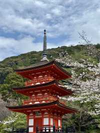 京都の櫻花