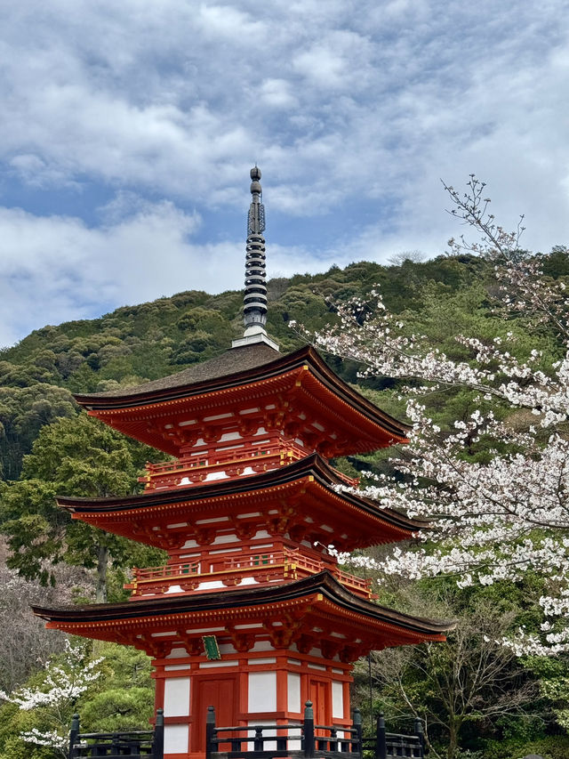 京都の櫻花