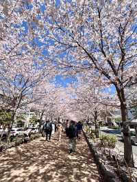 Cherry Blossoms in Full Bloom! Wakamiya Ōji, Kamakura