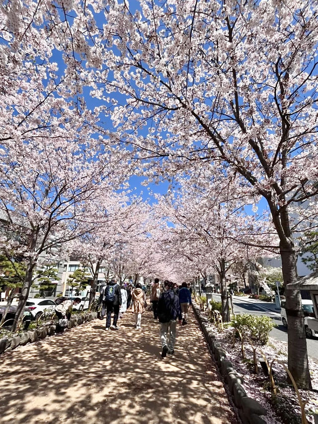 Cherry Blossoms in Full Bloom! Wakamiya Ōji, Kamakura