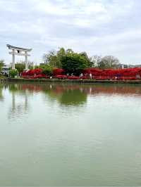 Azaleas in Full Bloom at Nagaoka Tenmangu Shrine