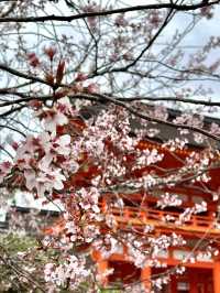 Spring Stroll at Kamigamo Shrine