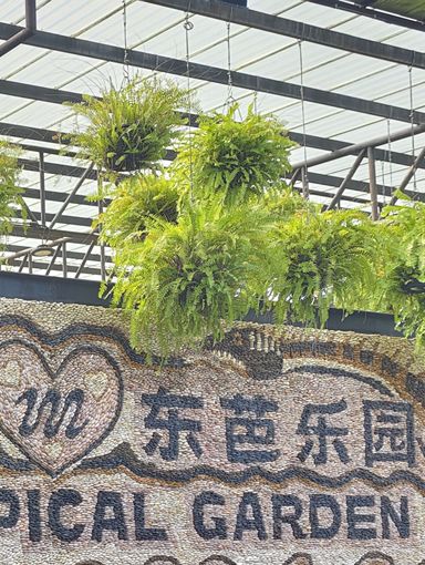 芭堤雅 | 東芭樂園