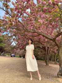 2주 후에 볼 수 있는 경주 겹벚꽃 🌸🌸