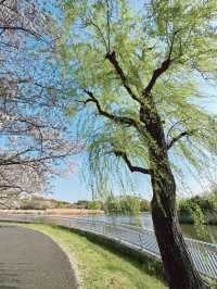 【東京】まだ間に合う!!もふもふ桜がかわいい桜スポット🌸