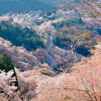 吉野山賞櫻｜傳說中的「一目千本」…