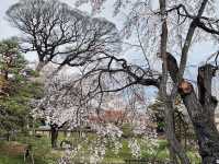 長野県松代の桜