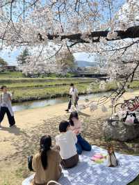 超穴場の京都お花見スポット🌸サイクリングが最高っ🍃🚲