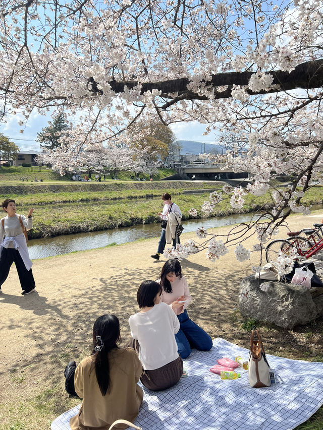 超穴場の京都お花見スポット🌸サイクリングが最高っ🍃🚲