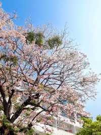 A TOUCH OF CHERRY BLOSSOM SIGHT YOU WON'T FORGET IN CHIANGMAI