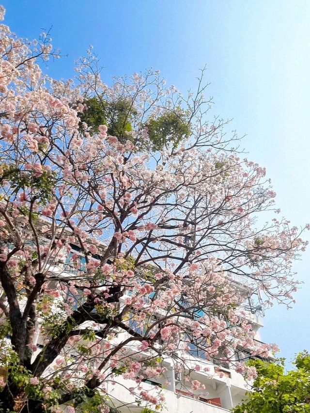 A TOUCH OF CHERRY BLOSSOM SIGHT YOU WON'T FORGET IN CHIANGMAI