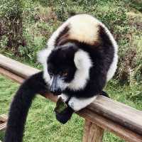 Lemur Island｜看狐猴的最佳地點之一
