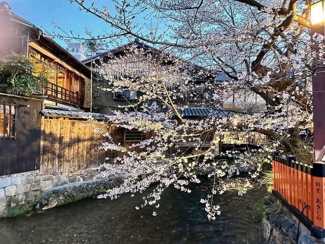 祇園白川賞夜櫻，漫步粉櫻綠柳的風雅浪漫