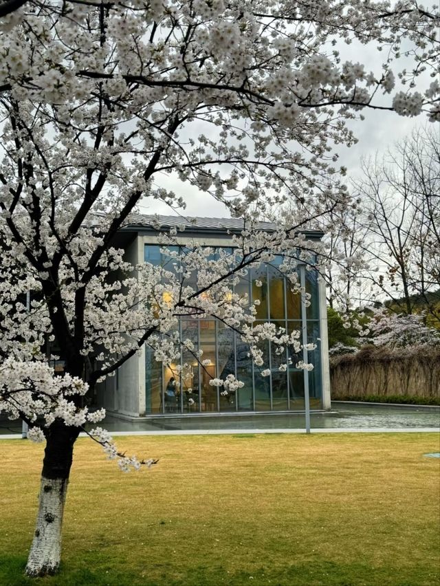 Liangzhu Arts & Culture Center Cherry Blossoms – Where Modern Art Meets Sakura Serenity