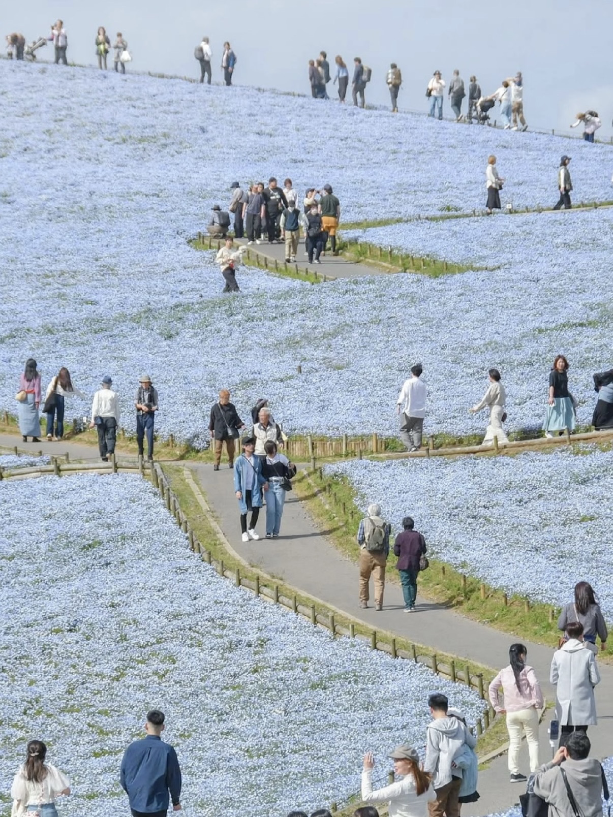 瓶の風景 Spring Exchange | Summer-Exclusive Dreamy Blue Flower Field | Trip