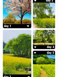 Palhyeon Ecological Park: A Springtime Yellow Flower Haven