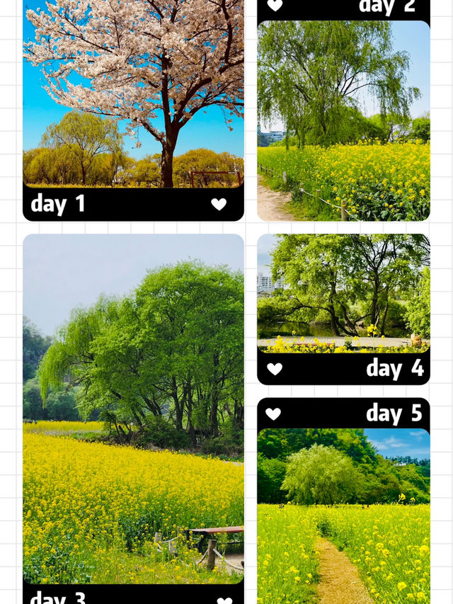 Palhyeon Ecological Park: A Springtime Yellow Flower Haven