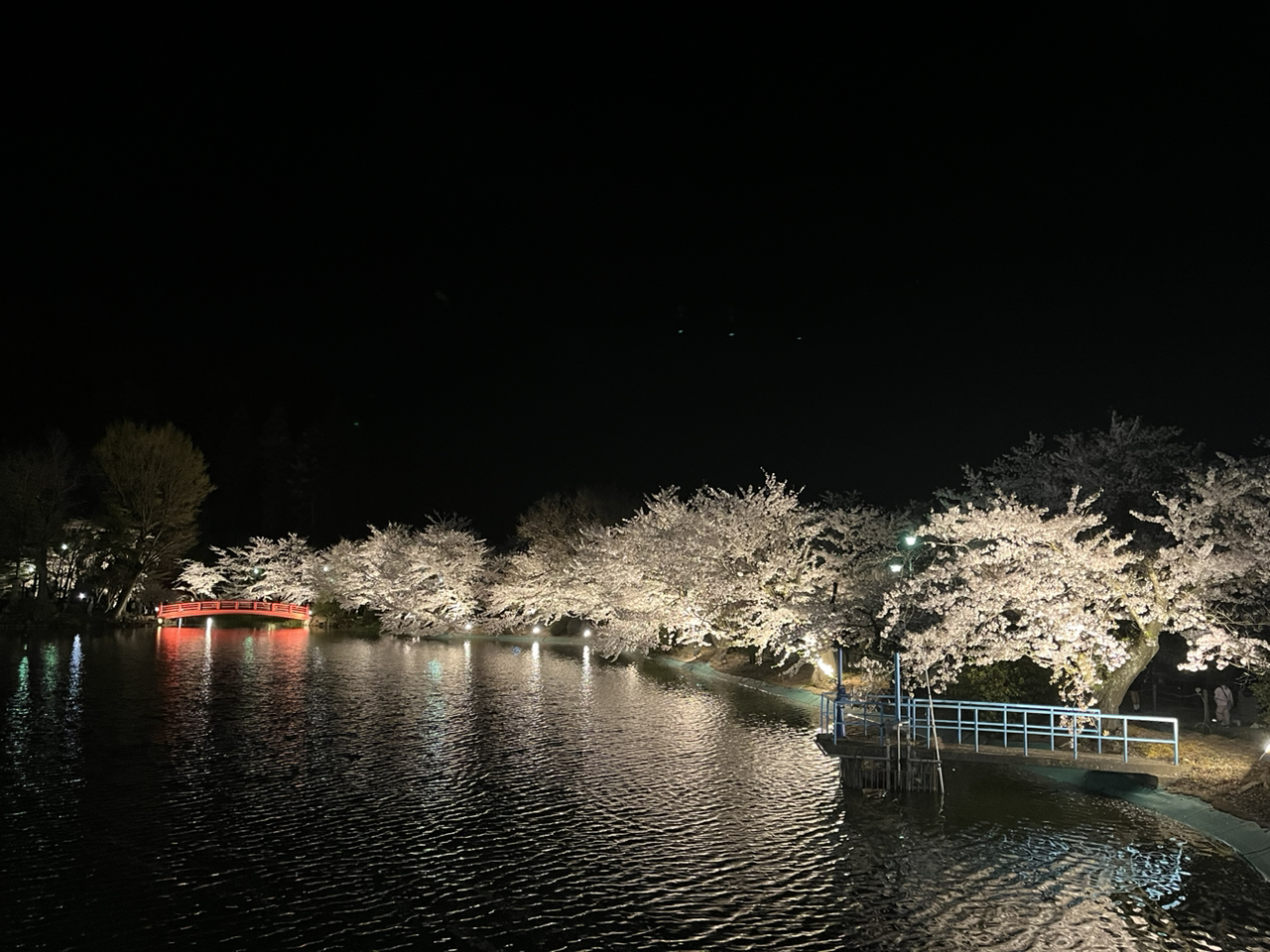[Suzaka City] Garyu Park where you can see cherry blossoms in full bloom🌸