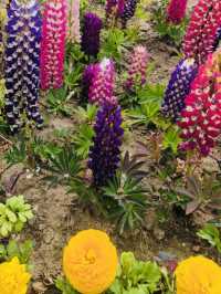 Floral Beauty of Namji Sports Park