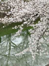 🌸 Cherry Blossom Viewing in Nara! 🌸