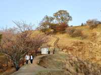 Hidden trail to sunset with deers 
