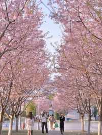 🌷 Sunlit Tulips at Academician Park: A Hidden Gem in Ningbo! 🌞