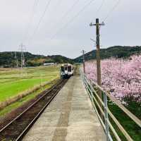 “Rails Through Petals: Discovering Cherry Blossoms Along the Matsuura Railway”