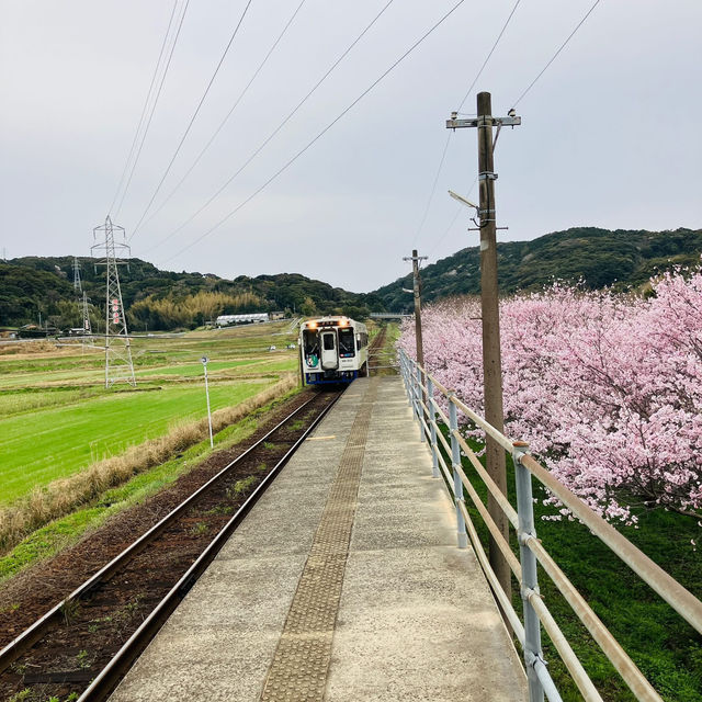 “Rails Through Petals: Discovering Cherry Blossoms Along the Matsuura Railway”