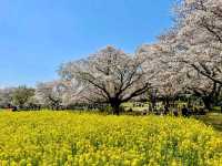東京賞櫻-百花齊放的國營昭和紀念公園