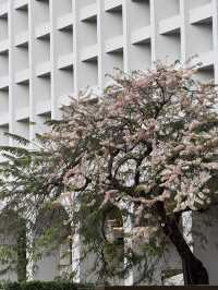 香港公園｜偽櫻花宮粉羊蹄甲