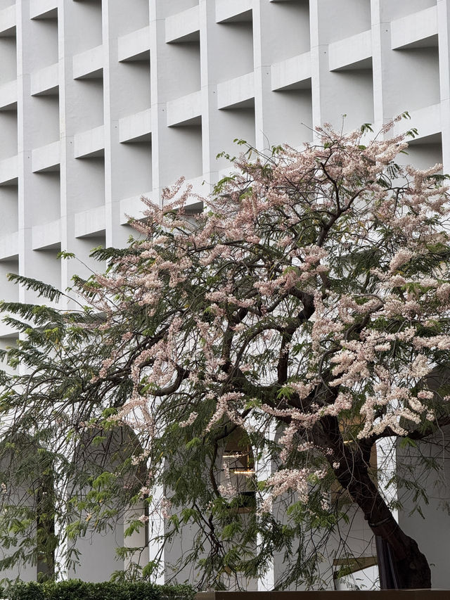 香港公園｜偽櫻花宮粉羊蹄甲