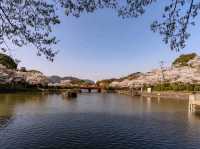 朝倉市甘木公園，福岡縣隱藏版賞櫻的市民公園