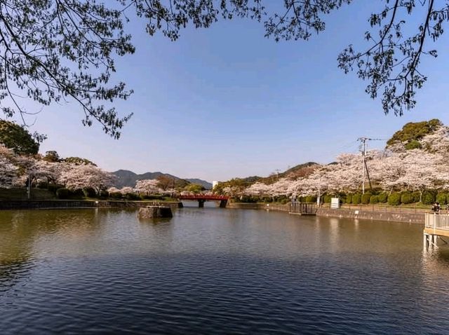 朝倉市甘木公園，福岡縣隱藏版賞櫻的市民公園