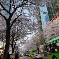 首爾市區也有絕美櫻花路🌸新村櫻花大道
