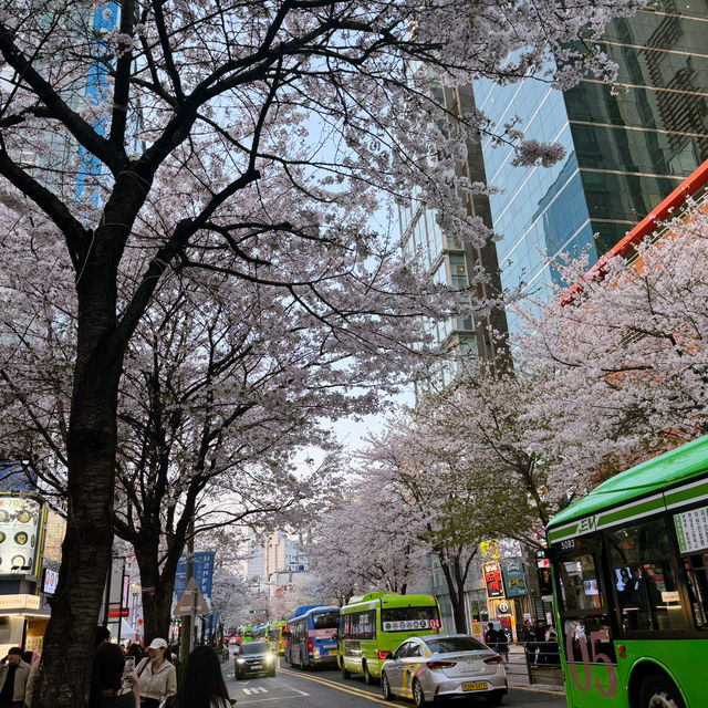 首爾市區也有絕美櫻花路🌸新村櫻花大道