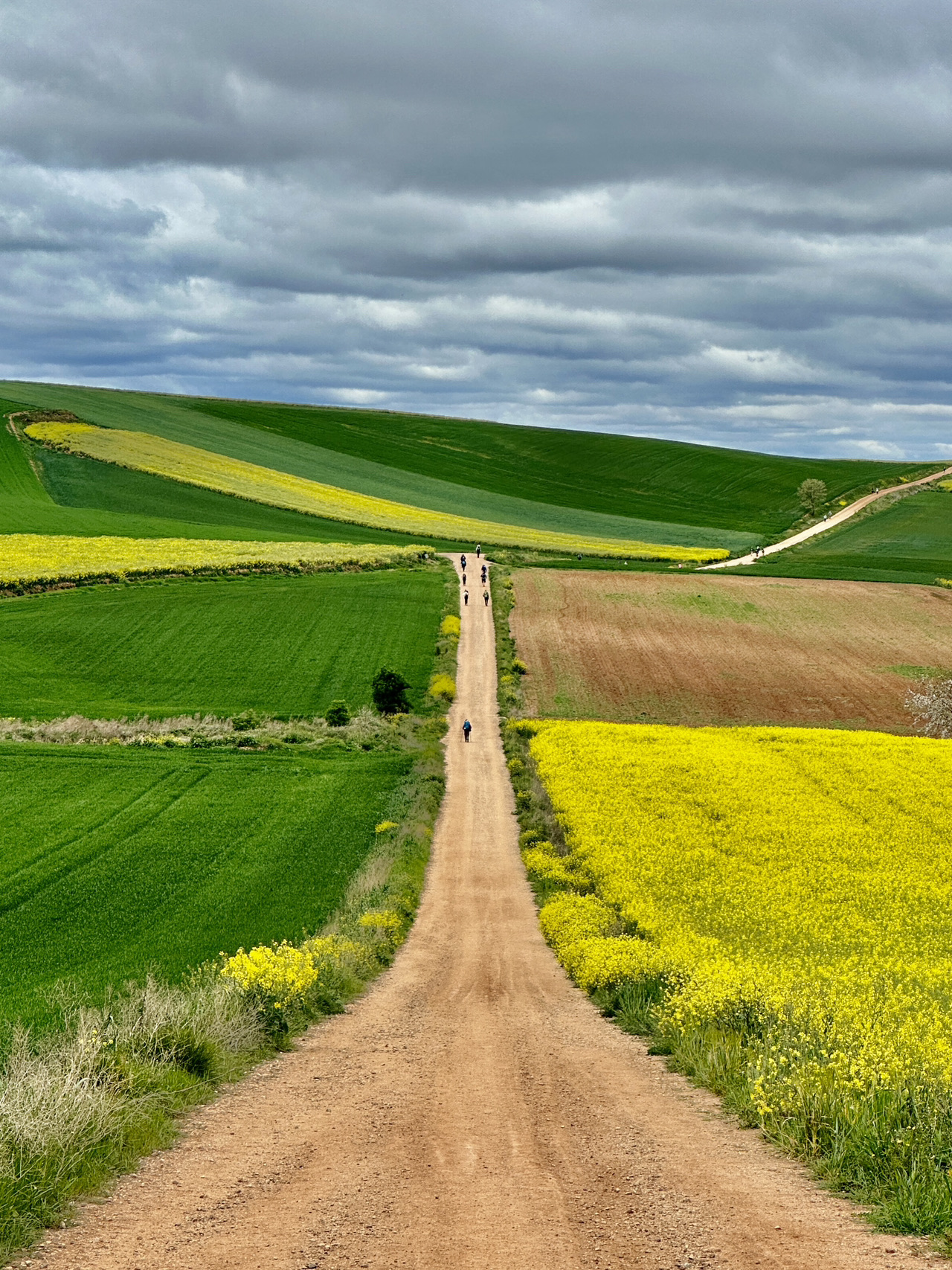 Bạn có biết Camino de Santiago không? Hãy để tôi giới thiệu cho bạn con đường tuyệt đẹp này.