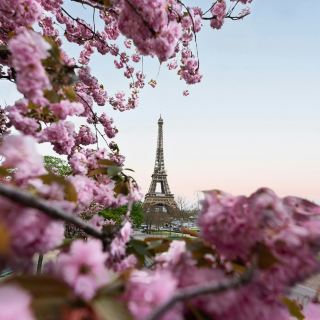 Paris in Bloom: Sakura Season by the Seine