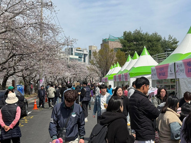 “Mugeodong Blossom Walk: A Spring of Petals and Light”